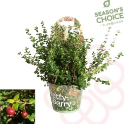 Ugni molinae ( Chileense Guava )