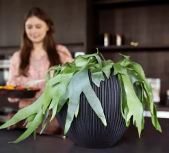 Vaas bol groove 21x19