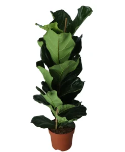 Vioolbladplant (Ficus lyrata)