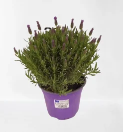 Vlinder lavendel p14