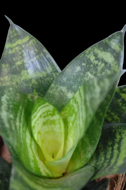 Vrouwentongen 'Sanseviera trifasciata "Laurentii"