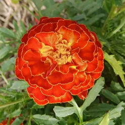 Zaden: afrikaantje dwerg