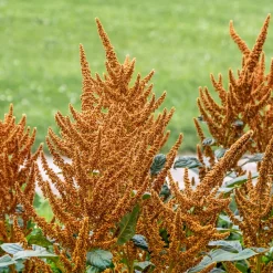 Zaden: amarant golden