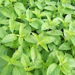 Zaden: basilicum citronella