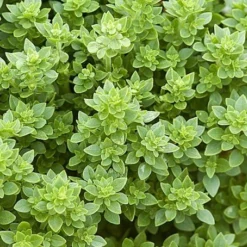 Zaden: basilicum griek