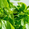 Zaden: basilicum groen fijn