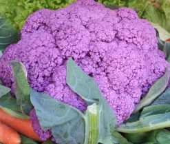 Zaden: bloemkool paars uit sicilië