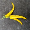 Zaden: cayenne-peper geel