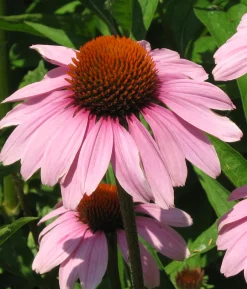 Zaden: echinacea purpurea