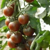 Zaden: kerstomaat black cherry
