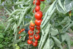 Zaden: kerstomaat miel du mexique