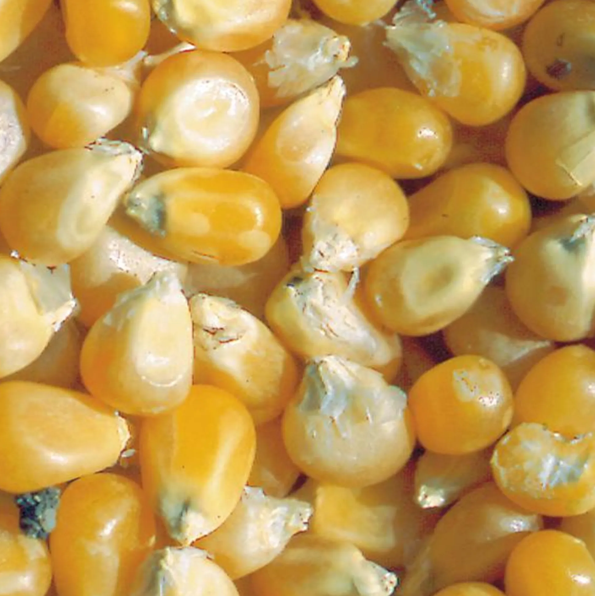 Zaden: korrelmaïs pop corn tom pouce