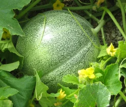 Zaden: meloen petit gris de rennes
