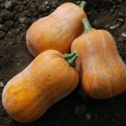 Zaden: muskaatpompoen honeynut