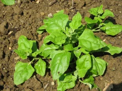 Zaden: nieuwzeelandse spinazie