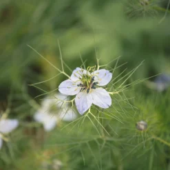 Zaden: nigelle aromatisch