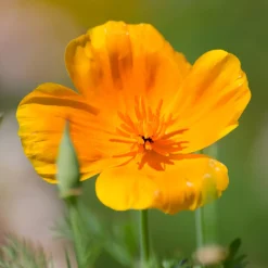 Zaden: papaver uit californië