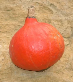 Zaden: pompoen red kuri