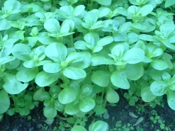 Zaden: postelein -zomer groen