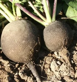 Zaden: radijs (winter-) zwart rond