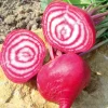 Zaden: rode biet chioggia