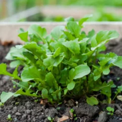 Zaden: rucola wasabi