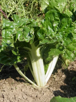 Zaden: snijbiet groen met witte bladstelen