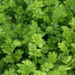 Zaden: snijselderij 'gewone snij'