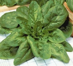 Zaden: spinazie géant d'hiver