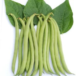 Zaden: stamslaboon (prinsessenboon) maxi