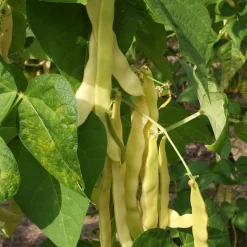 Zaden: stokslaboon (snijboon) boter "golden gate"