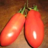 Zaden: tomaat san marzano