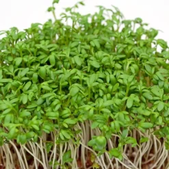 Zaden: tuinkers alénois