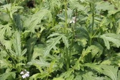 Zaden: verbena officinalis