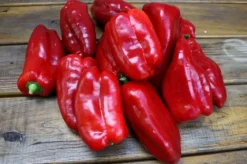 Zaden: zachte paprika uit spanje