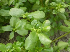 Zaden: zomer-postelein goud