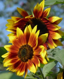 Zaden: zonnebloem herfst kleuren