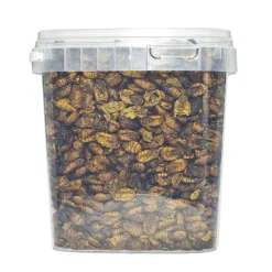 Zijderupsen 10 mm. 2,5 liter